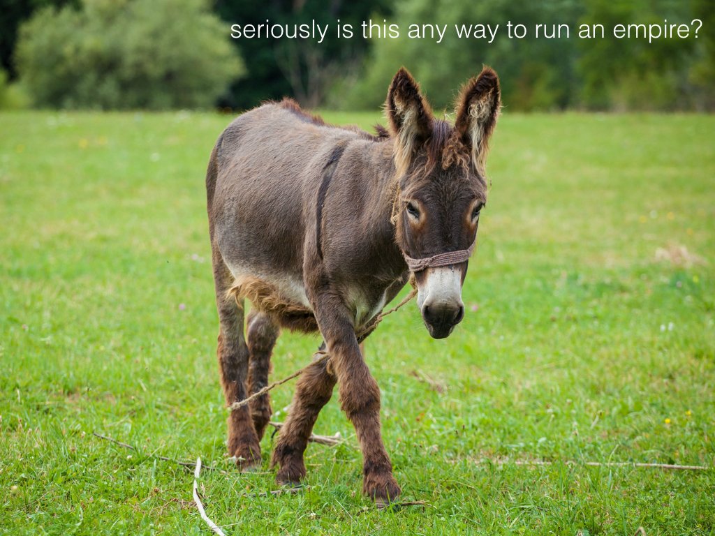 Donkey.001