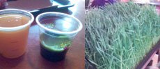 Wheatgrass