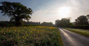 Read more about the article sunflowers