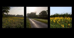 Read more about the article sunflower triptych