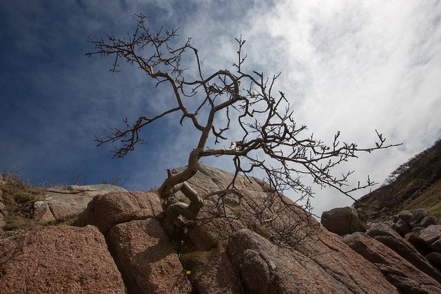 tree