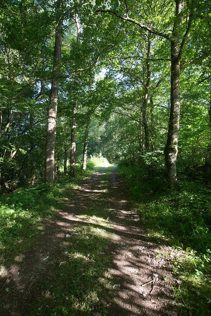 prospect wood