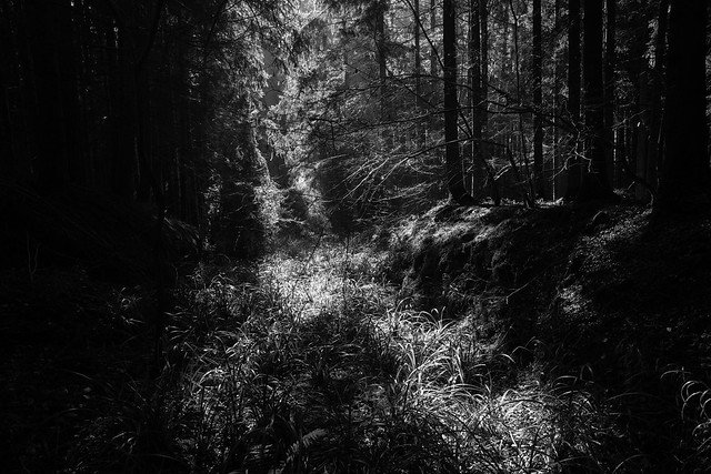 let the light in