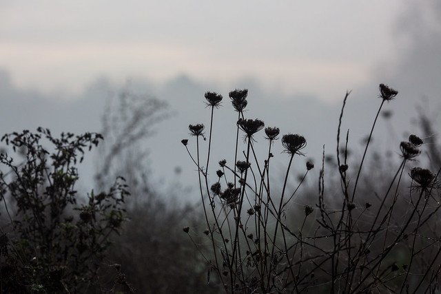 misty meadow