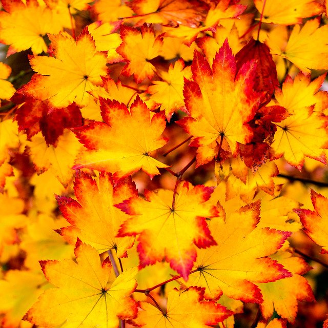maple fire