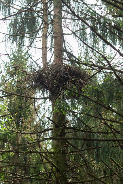 nest