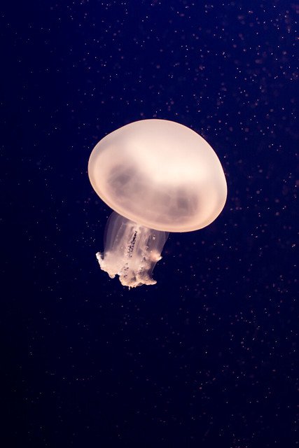 jellyfish 8