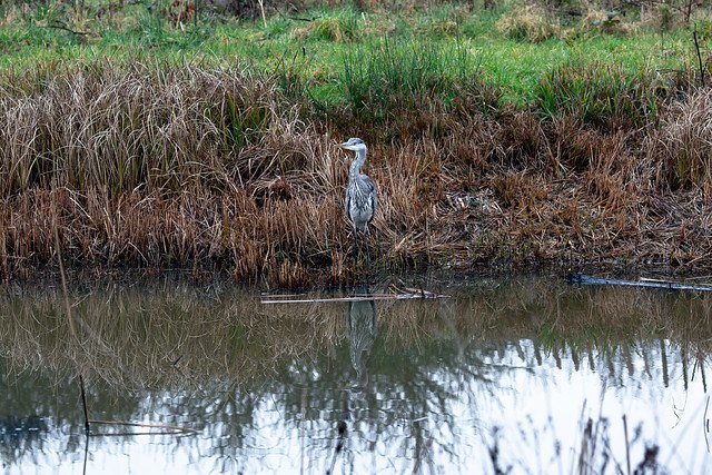 BLONDIN heron