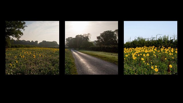 sunflower triptych