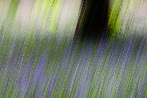 bluebell impression