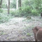 trail cam first findings