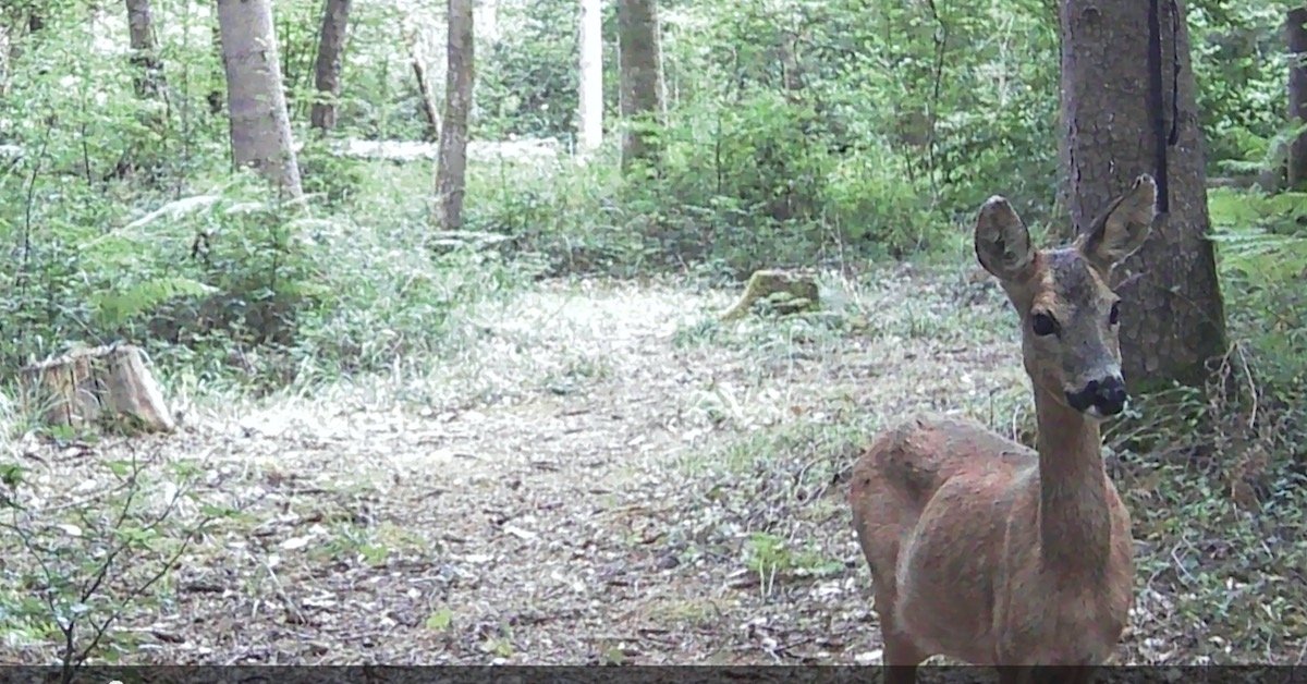 You are currently viewing trail cam first findings