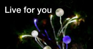 Read more about the article live for you – 2025 playlist