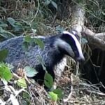 badger on the trail cam!