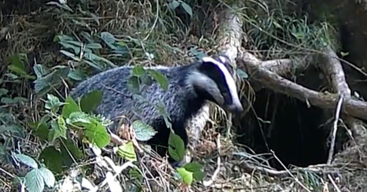 You are currently viewing badger on the trail cam!